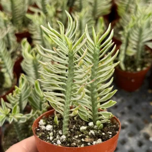 Variegated Devil's Backbone Live Plant – 3 inch Pot – Indoor/Outdoor Succulent - Image 1