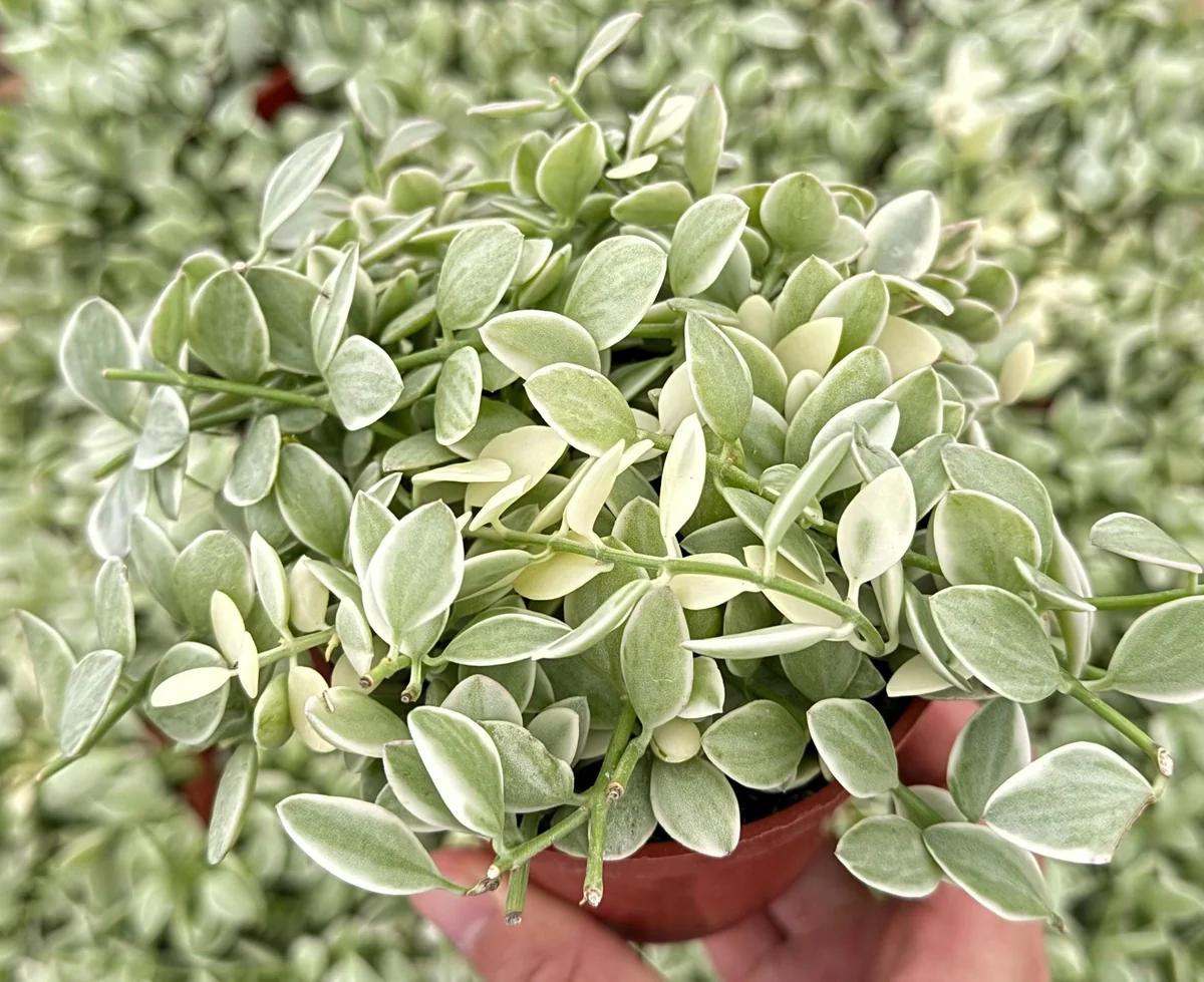 Variegated Dischidia Cascade Live Plant - Trailing Succulent in 3"-4" Pot - Image 2