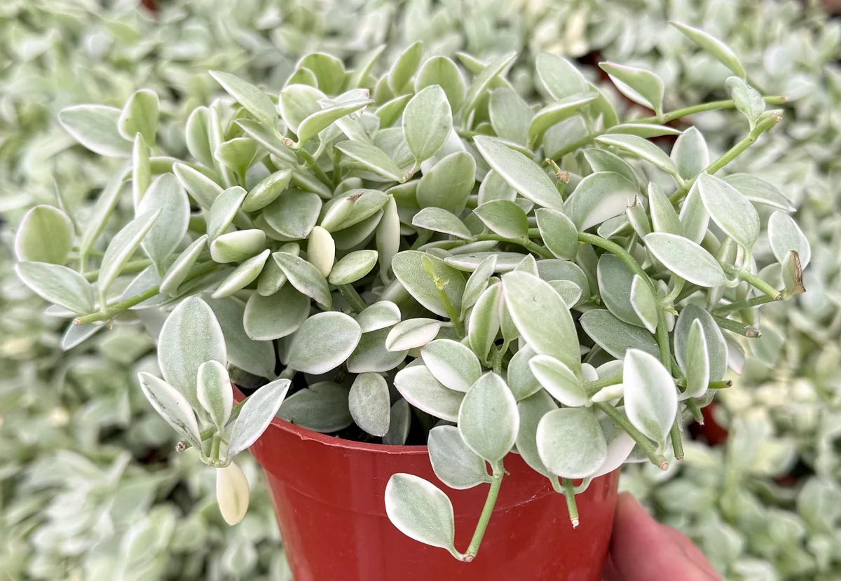Variegated Dischidia Cascade Live Plant - Trailing Succulent in 3"-4" Pot - Image 4