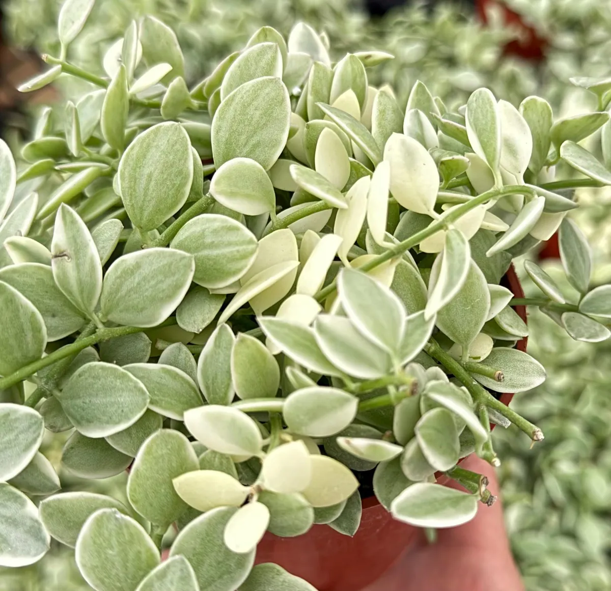 Variegated Dischidia Cascade Live Plant - Trailing Succulent in 3"-4" Pot - Image 5
