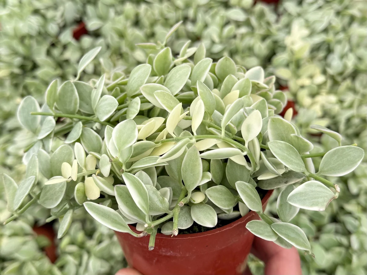 Variegated Dischidia Cascade Live Plant - Trailing Succulent in 3"-4" Pot - Image 1