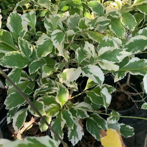 Variegated Duranta Repens Live Plant – 1 Gallon Pot – 1 ft Tall – Outdoor Shrub - Image 2