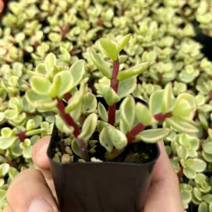 Variegated Elephant Bush Live Plant - Portulacaria Afra 'Variegata' Succulent - 2" or 4" Pot - Image 2