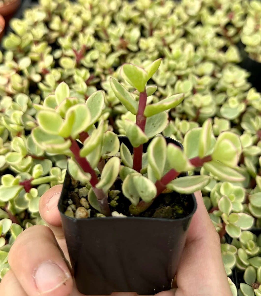 Variegated Elephant Bush Live Plant - Portulacaria Afra 'Variegata' Succulent - 2" or 4" Pot - Image 2