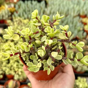 Variegated Elephant Bush Live Plant - Portulacaria Afra 'Variegata' Succulent - 2" or 4" Pot - Image 1