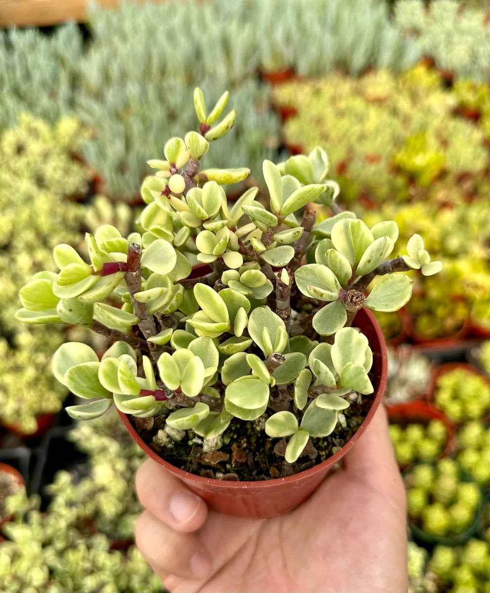 Variegated Elephant Bush Live Plant - Portulacaria Afra 'Variegata' Succulent - 2" or 4" Pot - Image 4