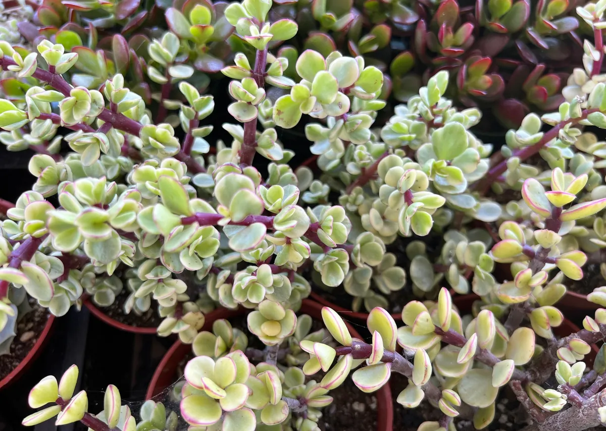 Variegated Elephant Bush Live Plant - Portulacaria Afra 'Variegata' Succulent - 2" or 4" Pot - Image 5