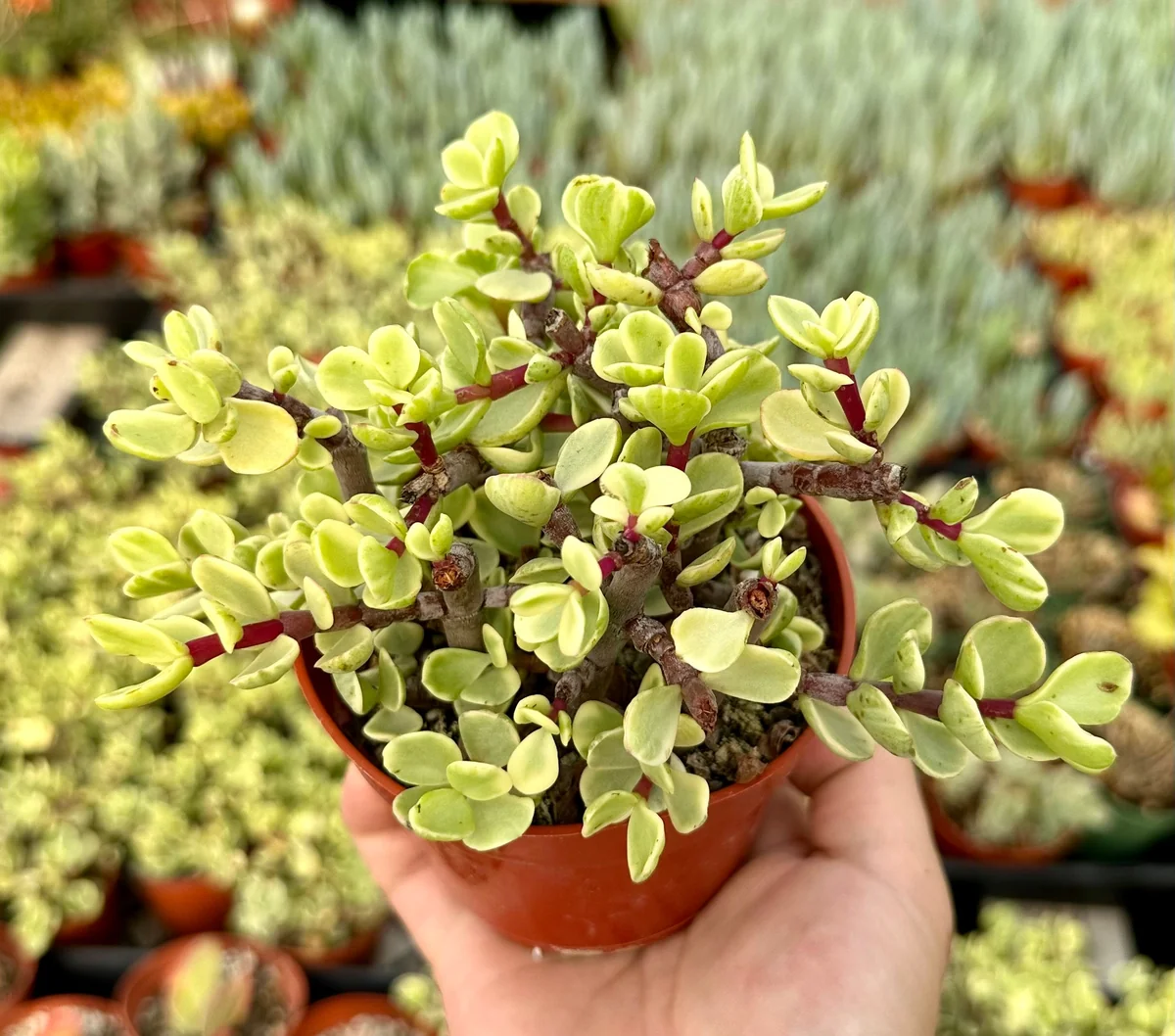Variegated Elephant Bush Live Plant - Portulacaria Afra 'Variegata' Succulent - 2" or 4" Pot - Image 1