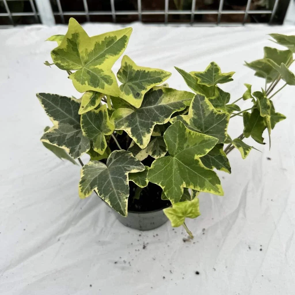 Variegated English Ivy Live Plant - Hedera helix 'Gold Child' - 6+ Inches - Indoor/Outdoor Vine - Image 2
