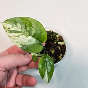 Variegated Epipremnum Pinnatum Albo Live Plant - Potted Houseplant - Image 2