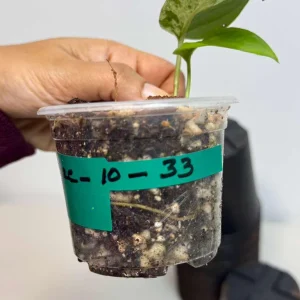 Variegated Epipremnum Pinnatum Albo Live Plant - Potted Houseplant - Image 4