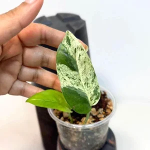 Variegated Epipremnum Pinnatum Albo Live Plant - Potted Houseplant - Image 1