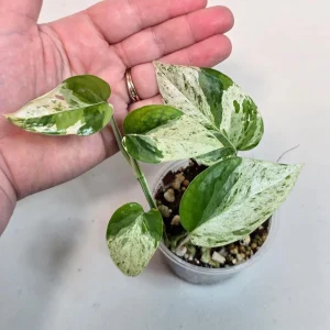 Variegated Epipremnum Pinnatum Albo Live Plant - Rare Potted Houseplant - Image 1