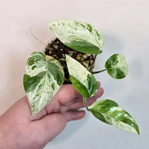 Variegated Epipremnum Pinnatum Albo Live Plant - Rare Potted Houseplant - Image 2