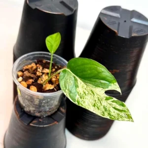 Variegated Epipremnum Pinnatum Albo Live Plant - Rare Collector's Aroid Indoor - Image 2