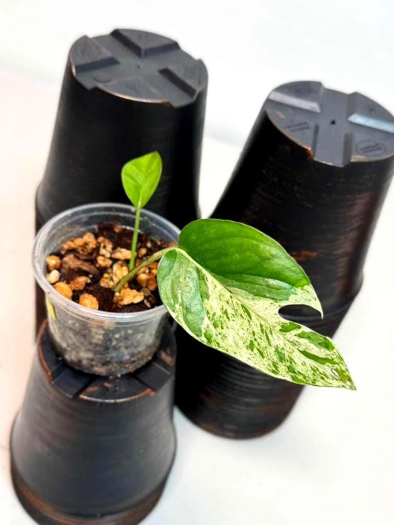 Variegated Epipremnum Pinnatum Albo Live Plant - Rare Collector's Aroid Indoor - Image 2