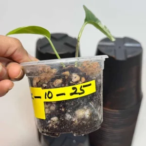 Variegated Epipremnum Pinnatum Albo Live Plant - Rare Collector's Aroid Indoor - Image 3