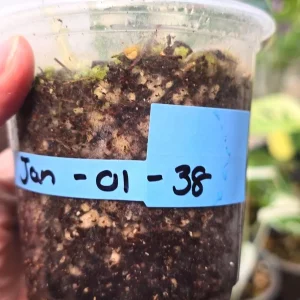 Variegated Epipremnum Pinnatum Golden Flame Live Plant - Rare Indoor Aroid - Image 3