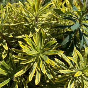 Variegated Euphorbia Ascot Rainbow Live Plant – 4 inch Pot – Outdoor Perennial - Image 2