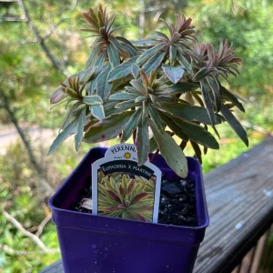 Variegated Euphorbia Ascot Rainbow Live Plant – 4 inch Pot – Outdoor Perennial - Image 5