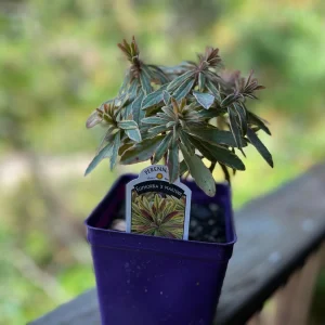 Variegated Euphorbia Ascot Rainbow Live Plant – 4 inch Pot – Outdoor Perennial - Image 6