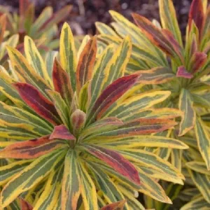 Variegated Euphorbia Ascot Rainbow Live Plant - Perennial, Starter, Deer Resistant - Image 2