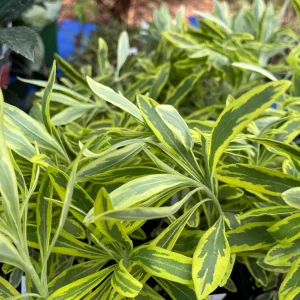 Variegated Euphorbia Ascot Rainbow Live Plant - Perennial, Starter, Deer Resistant - Image 4