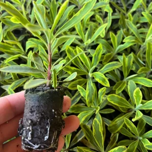 Variegated Euphorbia Ascot Rainbow Live Plant - Perennial, Starter, Deer Resistant - Image 7