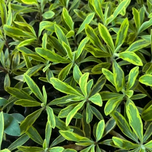 Variegated Euphorbia Ascot Rainbow Live Plant - Perennial, Starter, Deer Resistant - Image 9