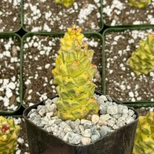 Variegated Euphorbia Ritchie Live Plant - Gold Succulent in 2"-4" Pot - Image 2