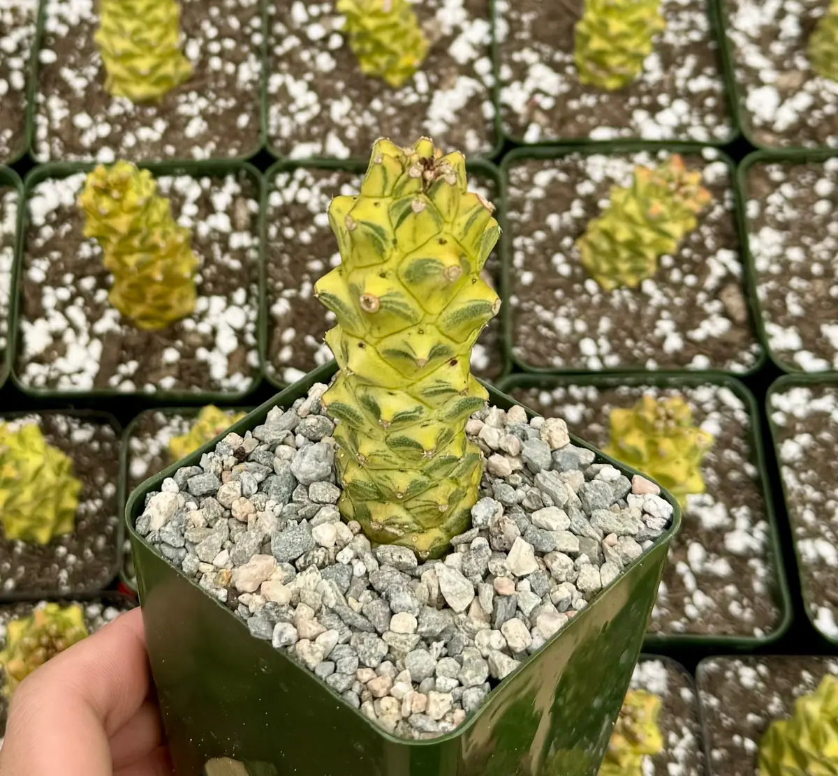 Variegated Euphorbia Ritchie Live Plant - Gold Succulent in 2"-4" Pot - Image 1