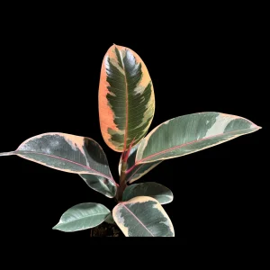 Variegated Ficus Elastica Tineke Rubber Plant - Live Indoor Houseplant - Image 2
