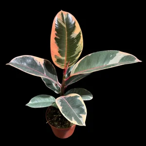 Variegated Ficus Elastica Tineke Rubber Plant - Live Indoor Houseplant - Image 5
