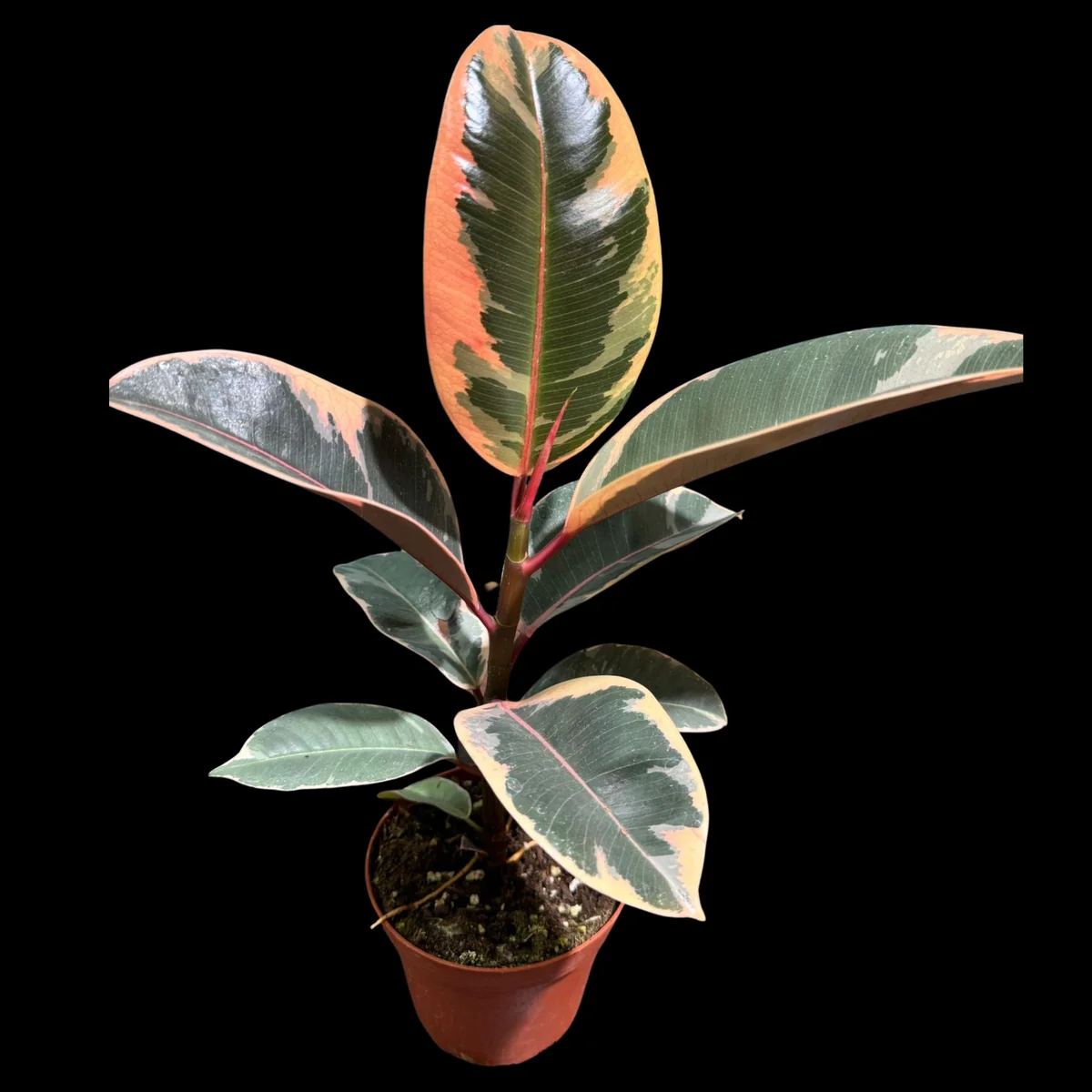 Variegated Ficus Elastica Tineke Rubber Plant - Live Indoor Houseplant - Image 1