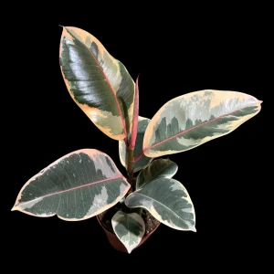Variegated Ficus Elastica Tineke Rubber Tree Live Plant - 4 inch Pot - Indoor Tropical - Image 5
