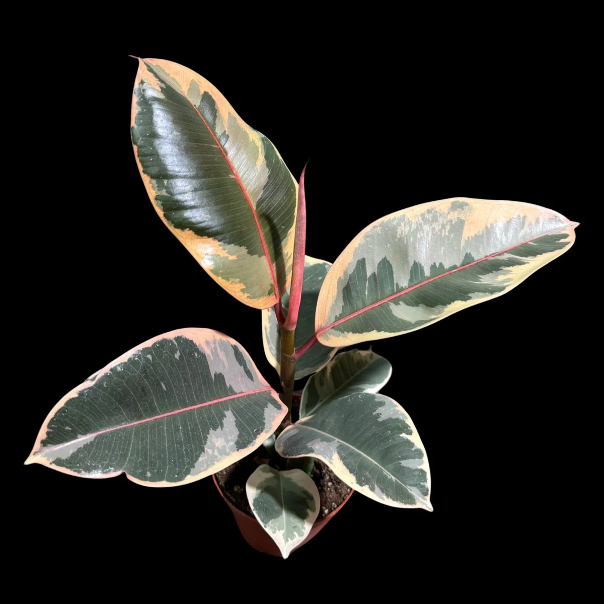 Variegated Ficus Elastica Tineke Rubber Tree Live Plant - 4 inch Pot - Indoor Tropical - Image 5