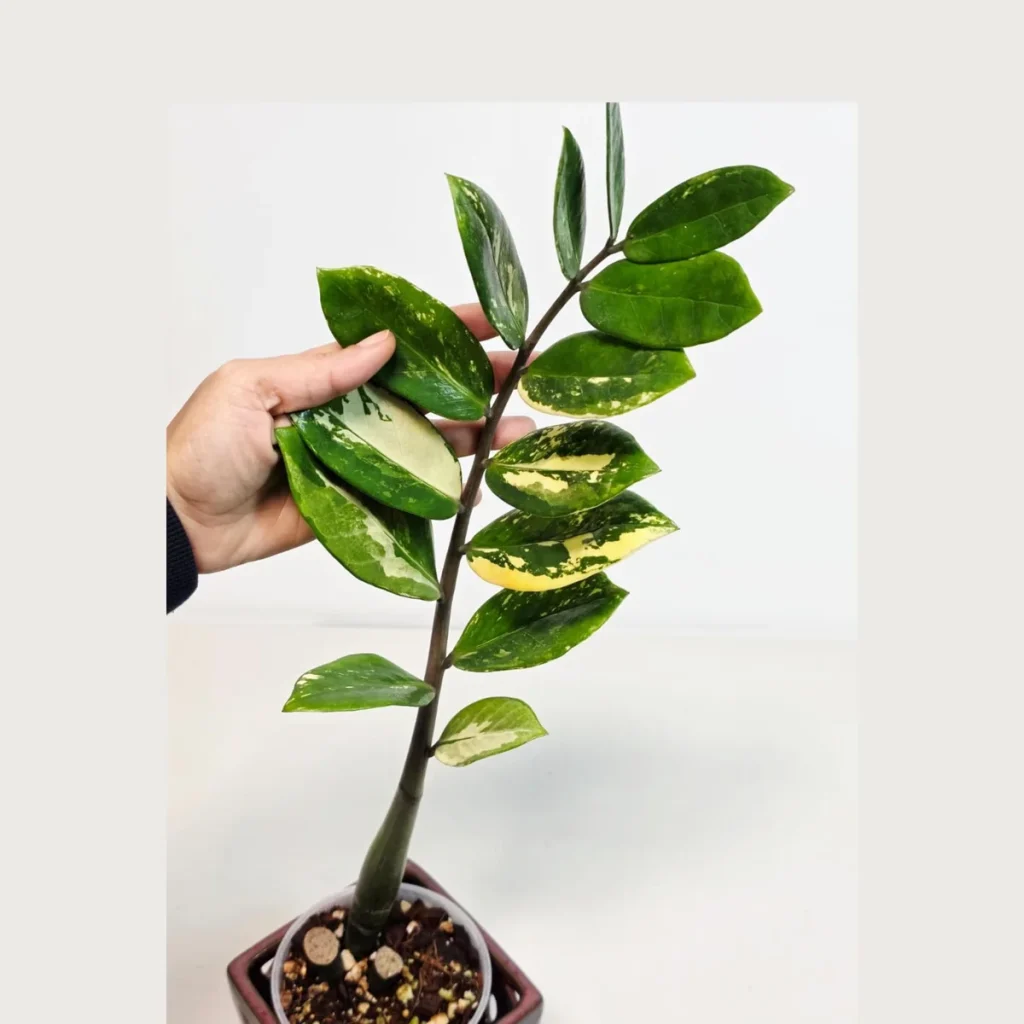 variegated-gold-zz-live-plant-