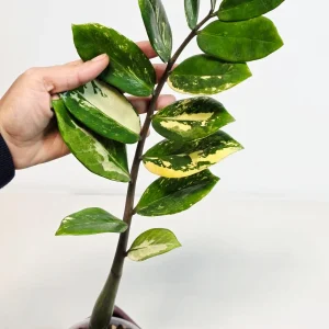 Variegated Gold ZZ Live Plant - Zamioculcas Zamiifolia - Rare Indoor Houseplant - Image 4
