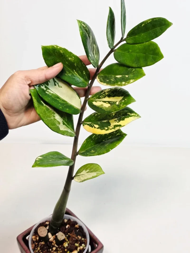 Variegated ZZ Gold Plant - Rare Zamioculcas Zamiifolia