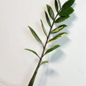 Variegated Gold ZZ Live Plant - Zamioculcas Zamiifolia - Rare Indoor Houseplant - Image 6