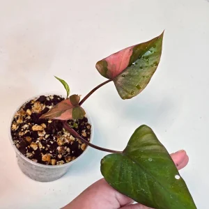 Variegated Homalomena Pink Diamond Live Plant - Rare Pink Foliage Houseplant - Image 2