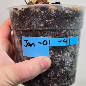 Variegated Homalomena Pink Diamond Live Plant - Rare Pink Foliage Houseplant - Image 4