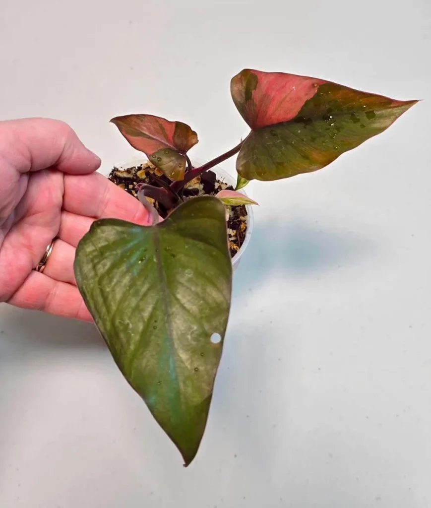 Variegated Homalomena Pink Diamond Live Plant - Rare Aroid