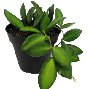 Variegated Hoya Burtoniae Wax Plant - Live Plant - 4 inch Pot - Indoor - Image 3