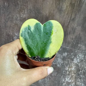 Variegated Hoya Kerrii Heart Succulent Live Plant – 2 inch Pot – Indoor - Image 2