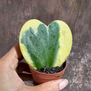 Variegated Hoya Kerrii Heart Succulent Live Plant – 2 inch Pot – Indoor - Image 3