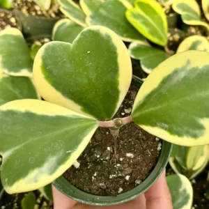 Variegated Hoya Kerrii Live Plant - Sweetheart Hoya in 2", 4", 6" Pot Sizes - Image 2