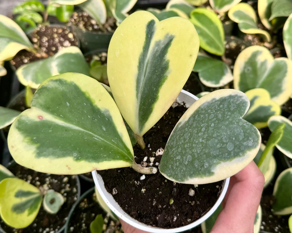 Variegated Hoya Kerrii Live Plant - Sweetheart Hoya in 2", 4", 6" Pot Sizes - Image 3