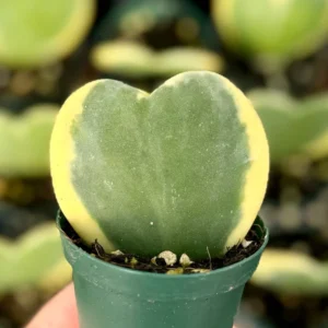 Variegated Hoya Kerrii Live Plant - Sweetheart Hoya in 2