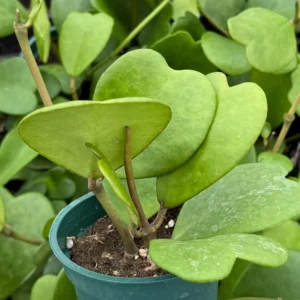 Variegated Hoya Kerrii Live Plant - Sweetheart Hoya in 2